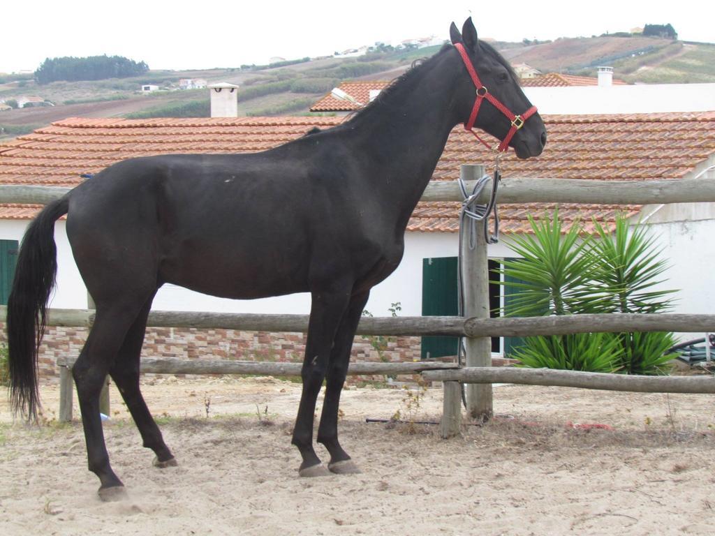 Pensjonat Quinta Do Forno Maçeira Zewnętrze zdjęcie